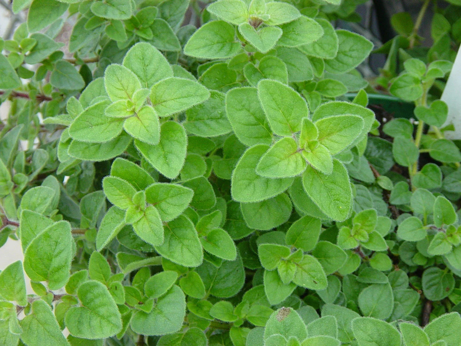 Italian Oregano Herb Seeds - 1000+ Non-GMO Seeds for Planting, Aromatic Culinary Herb, Origanum vulgare