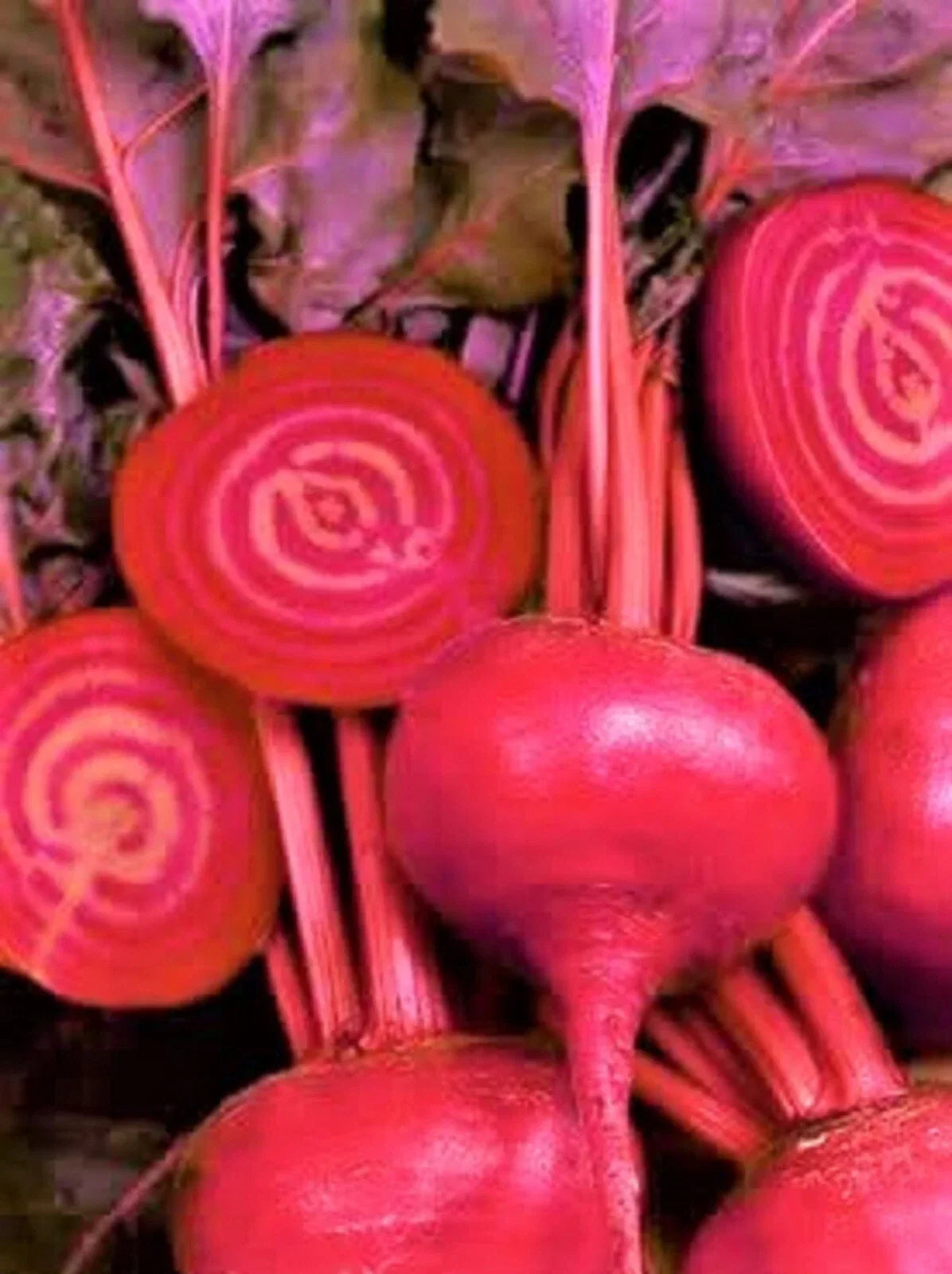 Bulls Blood Beet Seeds - Non-GMO Heirloom Vegetable Seeds for Organic Gardening, Beta vulgaris, 100+ Seeds