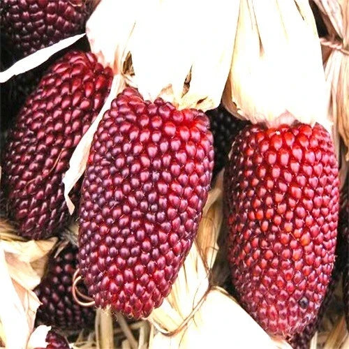Strawberry Popcorn Corn Seeds - Heirloom Non-GMO Zea mays everta - Colorful, Sweet Popcorn for Home Gardens