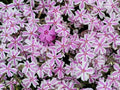 Candy Stripe Phlox Seeds - Pack of 100+ for Garden, Phlox drummondii, Vibrant Striped Blooms, Attracts Pollinators, USA Free Shipping