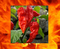 Red Bhut Jolokia Seeds - 1000 Count Ghost Pepper Chili Capsicum chinense Bulk Wholesale
