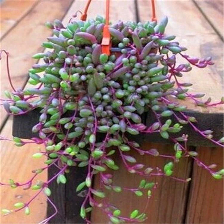 Othonna Capensis Ruby Necklace Succulent Cuttings - 4 Pieces, Trailing Hanging Plant, Easy Care Indoor Decor