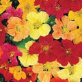 Nasturtium Seeds - Double Gleam Heirloom Edible Pollinator Attractor - Non-GMO Tropaeolum majus, Pack of 20