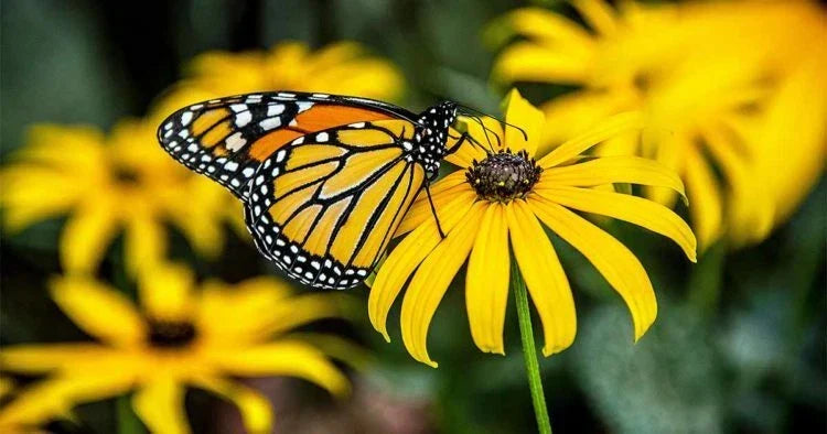Black Eye Susan Seeds - 50+ Fresh Yellow Daisy Flower Seeds - Rudbeckia hirta - Perennial, Full Sun, Drought Tolerant