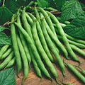 Premium Heirloom Green Bean Seeds - Bush Blue Lake Phaseolus vulgaris, Compact Bush Variety, Organic, Fresh Green Beans Packet