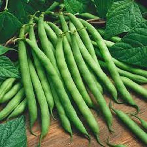 Premium Heirloom Green Bean Seeds - Bush Blue Lake Phaseolus vulgaris, Compact Bush Variety, Organic, Fresh Green Beans Packet