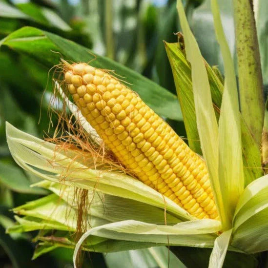 Sweet Corn Seeds - Hybrid Golden Variety - Sugary Enhanced Zea mays for 2025 Planting