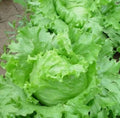 Iceberg Lettuce Seeds - Bulk 1000+ Lactuca sativa for Crisphead Romaine Salad Gardening