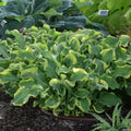 Hosta Wheee! Perennial Shade Plant in 5.25" Pot, Well Rooted, Variegated Foliage, Proven Winners, Garden Border, Container Plant
