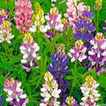 Dwarf Lupine Seeds Pixie Delight Mix - Colorful Wildflower Blend - Lupinus polyphyllus - Perennial Flower Seeds
