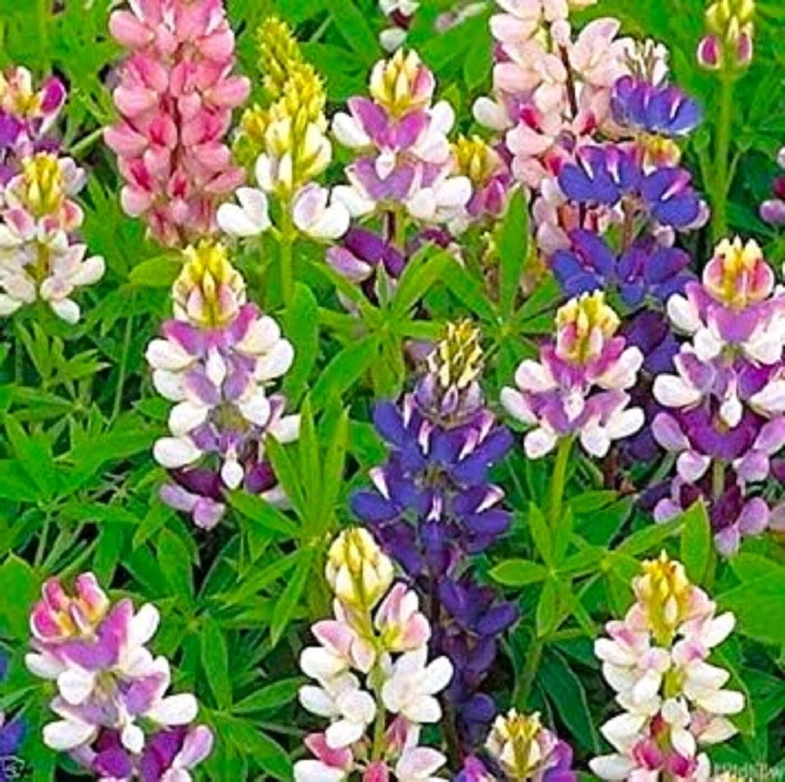 Dwarf Lupine Seeds Pixie Delight Mix - Colorful Wildflower Blend - Lupinus polyphyllus - Perennial Flower Seeds