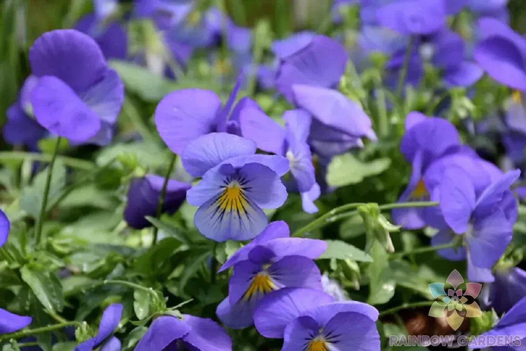 Cool Wave Blue Skies Pansy Seeds - Viola x wittrockiana, 200+ Seeds for Garden Beds & Containers, Vibrant Blue & Yellow Flowers