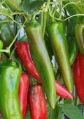 Anaheim Hot Pepper Seeds - Capsicum annuum, 500-2500 Scoville Heat Units, Culinary, Non-GMO, for Salsas & Cooking