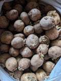 Kennebec Organic Seed Potatoes for Planting – White Tubers, Non-GMO, High Yield, Solanum tuberosum