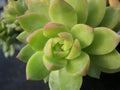 Sedum Adolphii Lime Gold Succulent 3" Potted Plant, Drought Tolerant Indoor Outdoor Garden Decor