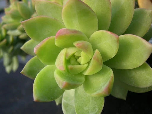 Sedum Adolphii Lime Gold Succulent 3" Potted Plant, Drought Tolerant Indoor Outdoor Garden Decor