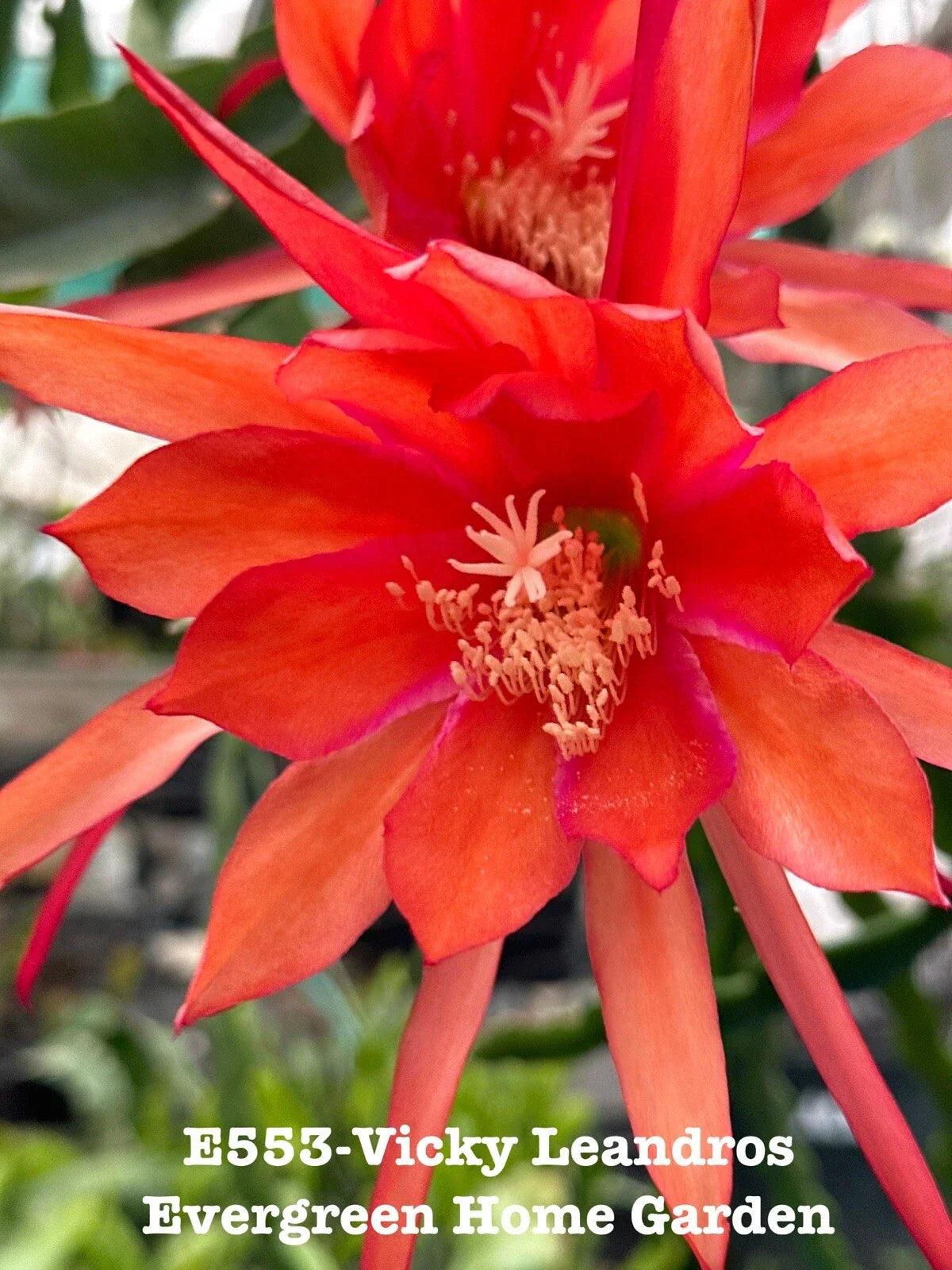 Epiphyllum Orchid Cactus Vicky Leandros 4-Inch Rooted Houseplant | Indoor Tropical Cactus