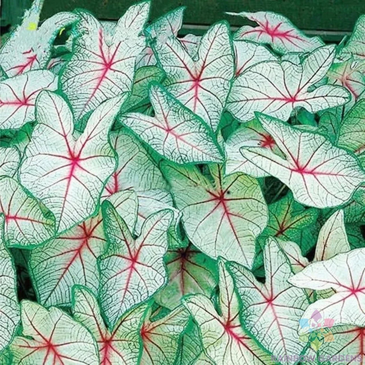 Coleus Seeds 25+ Pack – Green White Red Varieties – Plectranthus scutellarioides – Garden, Container, Border Planting