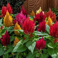 Kimono Celosia Seeds - Organic Mix, Vibrant Colors, Celosia argentea, Annual Flower, Full Sun, 200 Seeds