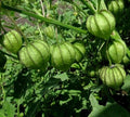 Organic Tomatillo Seeds - 100+ Physalis ixocarpa Heirloom Mexican Husk Tomato for Gardening