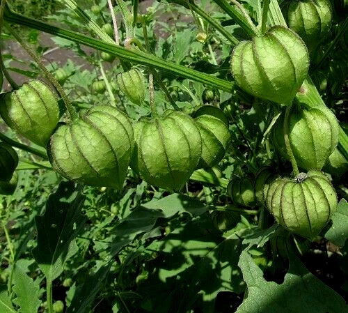 Organic Tomatillo Seeds - 100+ Physalis ixocarpa Heirloom Mexican Husk Tomato for Gardening