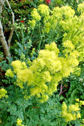 Foamy Meadowrue Seeds - 30 Pack, Yellow Flowers, Hardy Perennial, Thalictrum Isopyroides, Shade-Loving Garden Plant