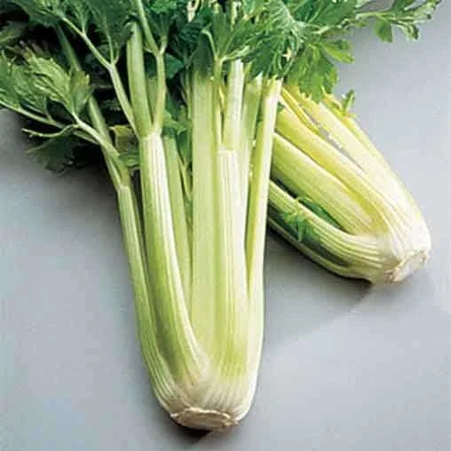 Golden Self Blanching Celery Seeds - Heirloom Non-GMO Vegetable Seeds for Home Gardens - Apium graveolens