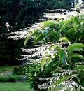 Lily of the Valley Sourwood Seeds - 100 Pack, Oxydendrum arboreum, Attracts Honey Bees, Ornamental Tree Seeds