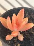 Coppertone Stonecrop Succulent Plant | Live Rooted Sedum nussbaumerianium | Coppery Foliage Ground Cover for Gardens