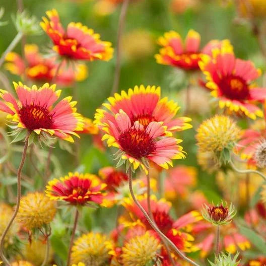 Blanket Flower Seeds - Gaillardia pulchella - Heirloom Non-GMO - 200 Seeds for Pollinator Gardens and Wildflower Borders