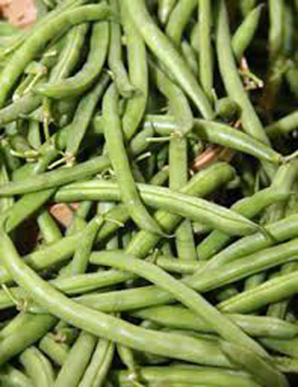 Stringless Green Bean Seeds - Organic Non-GMO Phaseolus vulgaris, Bush-Type, 1 Ounce