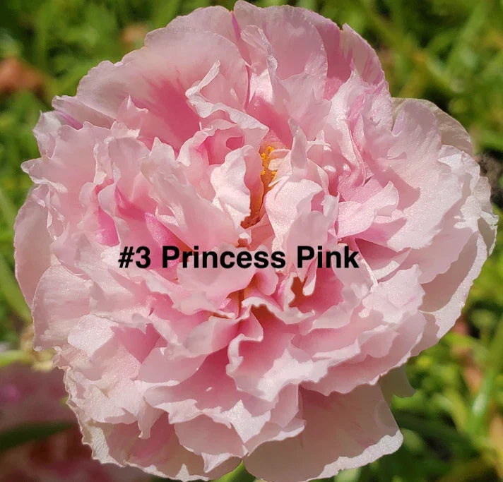 Moss Rose Cuttings 10 Unrooted Princess Pink Portulaca Grandiflora Garden Plant
