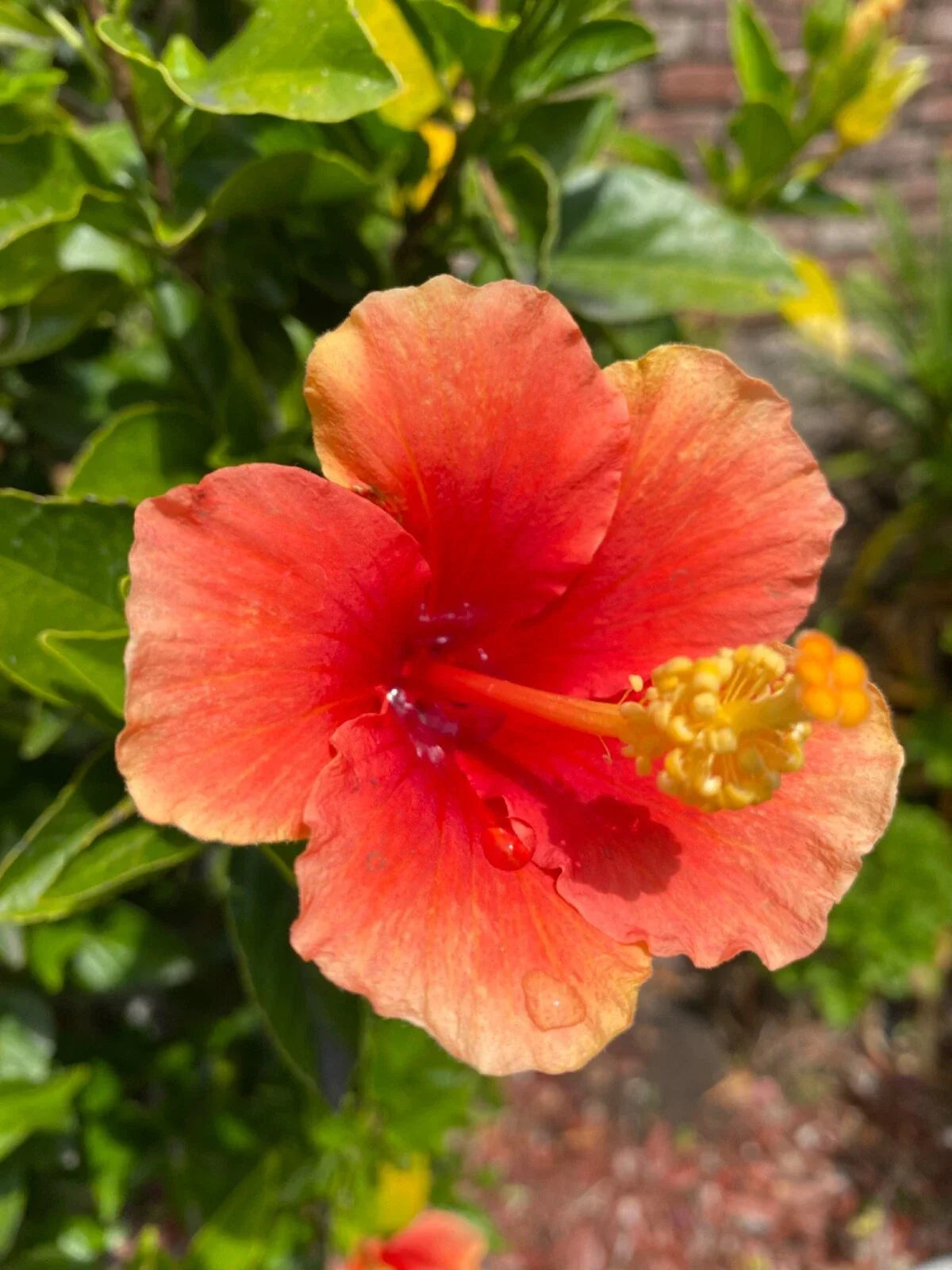 Hibiscus rosa-sinensis Cuttings 3 Pack Orange Starter for Rooting Grafting Tropical Flowering Plant