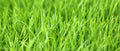 Winter Rye Seed 5 LBS Cover Crop for Food Plot, Deer, Wildlife, Garden | Secale cereale