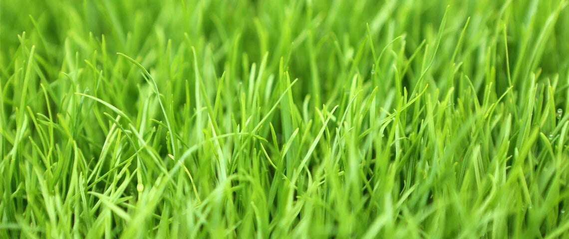 Winter Rye Seed 5 LBS Cover Crop for Food Plot, Deer, Wildlife, Garden | Secale cereale