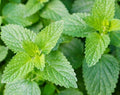 Catnip Seeds 1000+ Perennial Herb for Garden - Nepeta cataria, Attracts Cats & Pollinators