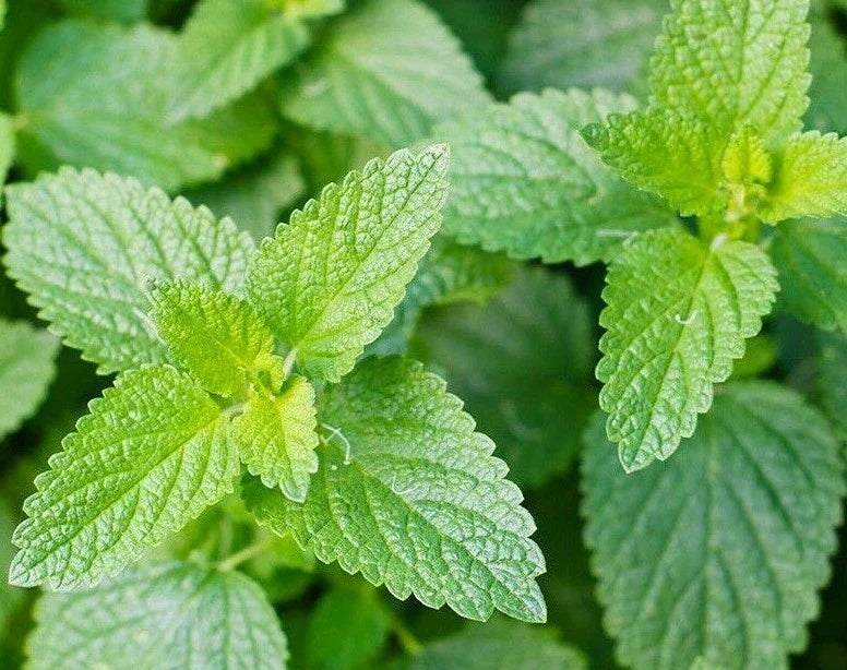Catnip Seeds 1000+ Perennial Herb for Garden - Nepeta cataria, Attracts Cats & Pollinators