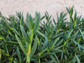Live Ice Plant Cuttings 48 Pack for Ground Cover, Drought-Resistant Delosperma spp., Easy Rooting, Full Sun, Low Maintenance