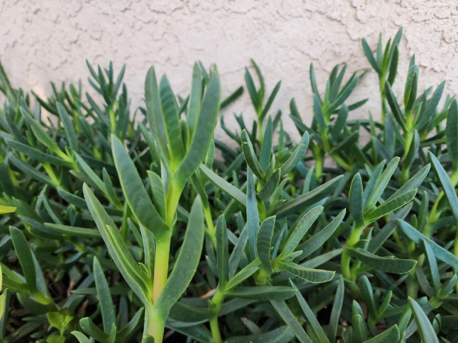 Live Ice Plant Cuttings 48 Pack for Ground Cover, Drought-Resistant Delosperma spp., Easy Rooting, Full Sun, Low Maintenance