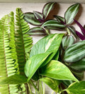 Rooted Plant Cuttings Set - 30 Fern, Pothos & Wandering Jew Indoor Plants