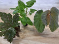 Angel Wing Begonia Starter Plants Bundle - Assorted Varieties, Indoor House Plants, Begonia coccinea