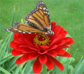 Zinnia Seeds - 150 Cherry Queen Dark Red Double - Zinnia elegans - Annual Flower for Borders & Pollinators