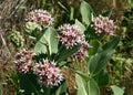 Showy Pink Milkweed Seeds - Native Pollinator Plant for Butterflies - Asclepias speciosa, 60 Seeds
