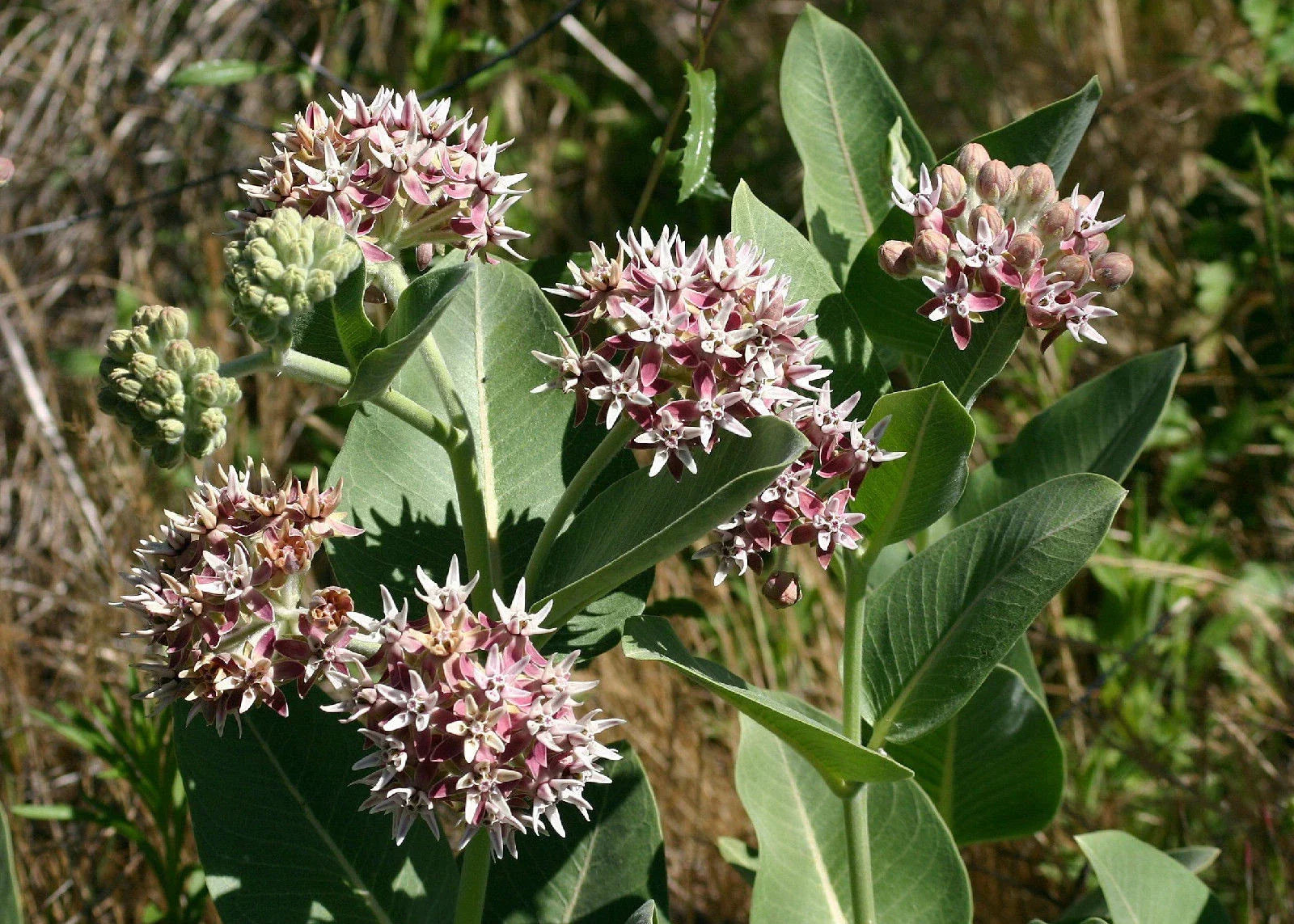 Showy Pink Milkweed Seeds - Native Pollinator Plant for Butterflies - Asclepias speciosa, 60 Seeds