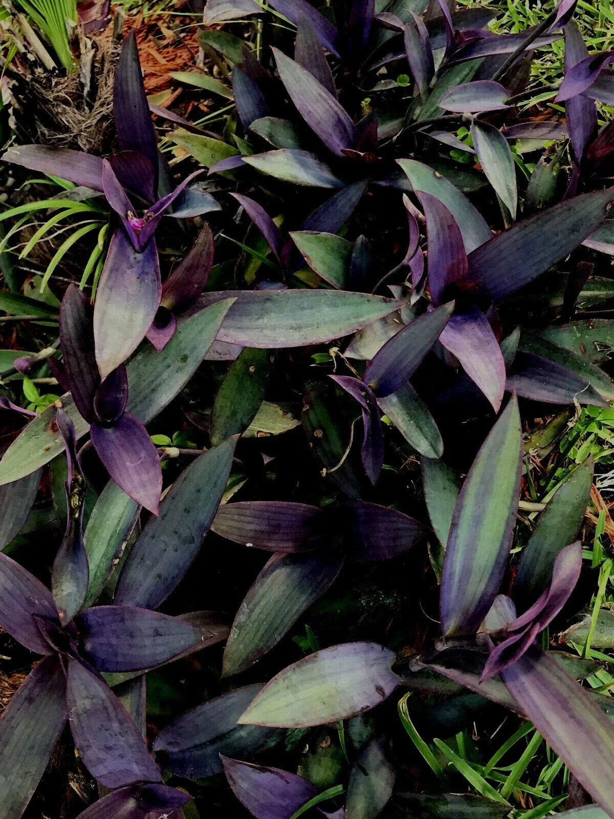 Purple Wandering Jew Cuttings - Tradescantia Zebrina Houseplant, 6+ Inches, 6 Pack