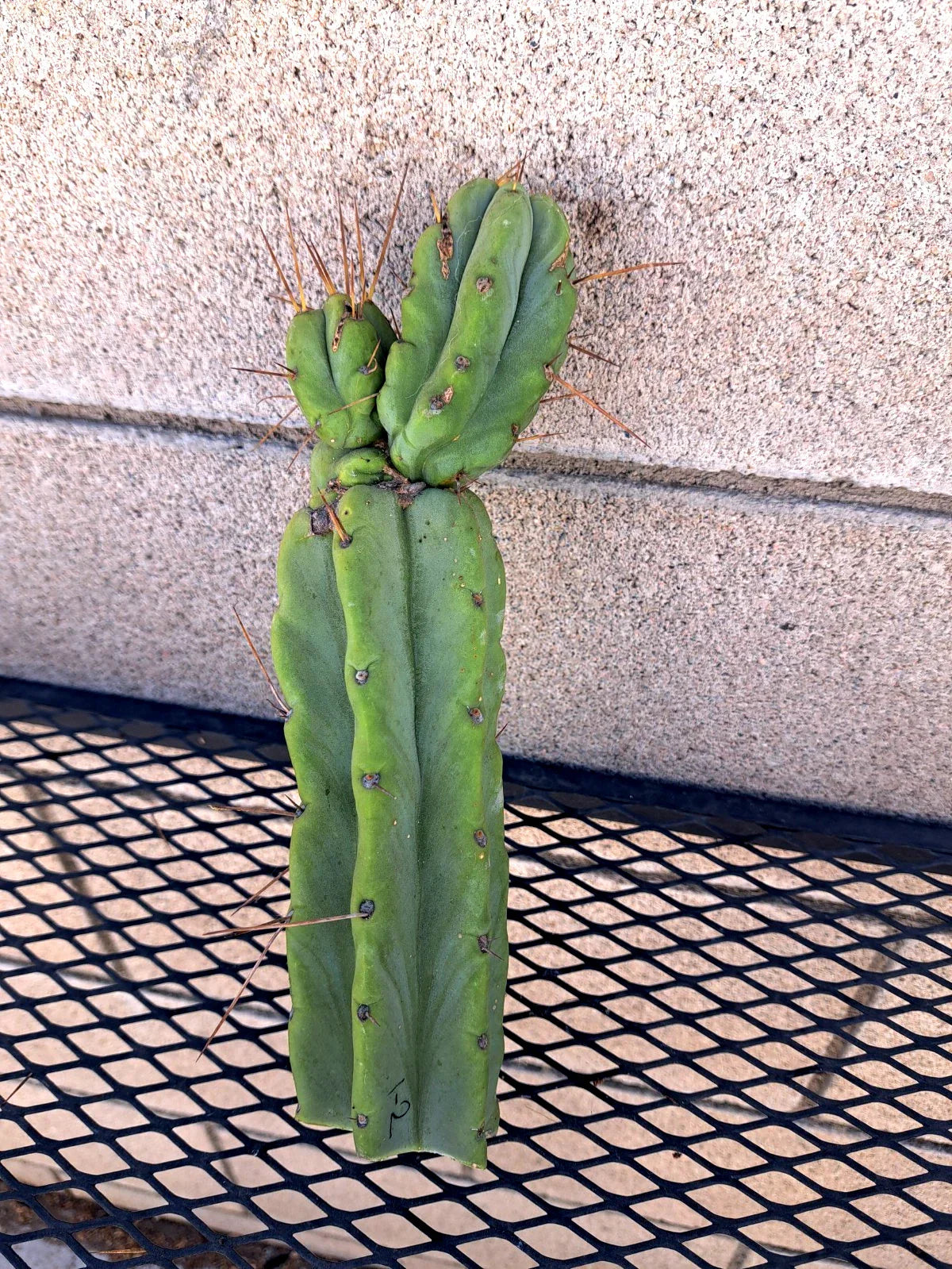 Cereus Bridge Cactus Cutting - 9.5" Unique Variety - Cereus peruvianus Succulent for Indoor & Outdoor Gardens
