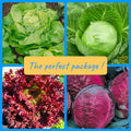 Rare Vegetable Seed Collection – Red & Golden Cabbage, Red & Golden Lettuce, Brassica oleracea, Lactuca sativa