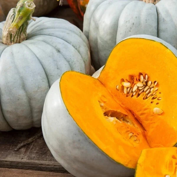 Jarrahdale Blue Pumpkin Seeds - Organic Heirloom Variety, 10 Pack, Non-GMO, Full Sun, Cucurbita pepo, USA-grown