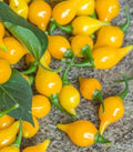 Biquinho Pepper Seeds - 15 Yellow Capsicum chinense Fresh Seeds for Gardening, Sweet and Tangy Peppers