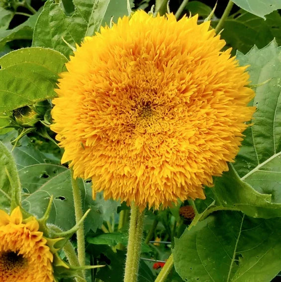 Tall Teddy Bear Sunflower Seeds – Giant Sungold Big Gold Helianthus annuus, 20 Seeds for Garden, Cut Flowers, Pollinator Attractant